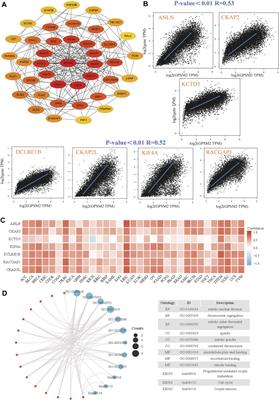 Frontiers A Comprehensive Analysis Of G Protein Signaling Modulator 2